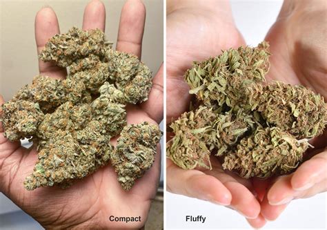 fluffy buds vs dense buds|How To Avoid Airy And Loose Marijuana Buds On。